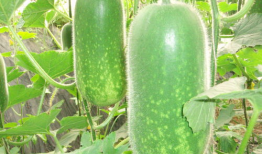 爆料吃瓜图文素材高清